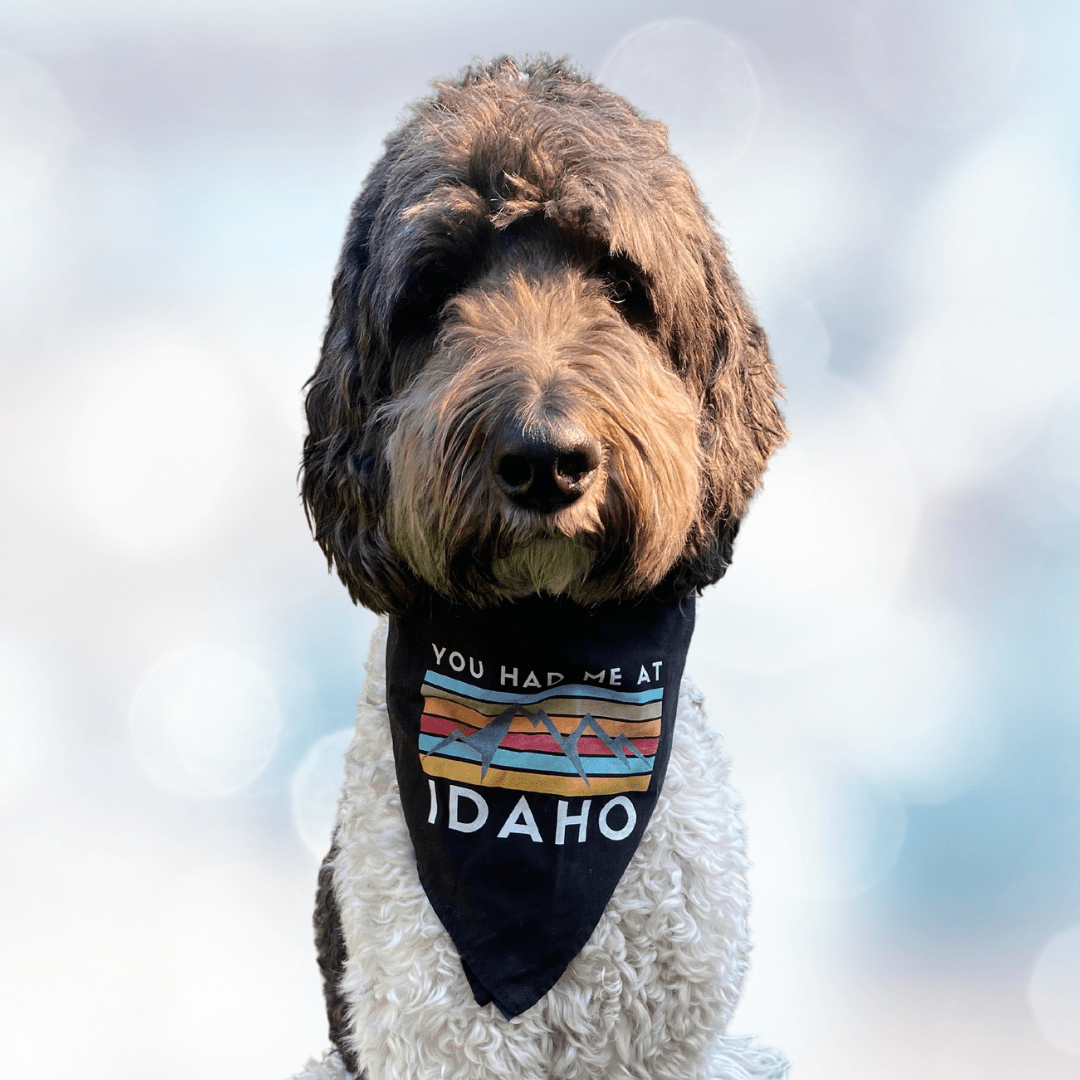 208 Supply Co Animals & Pet Supplies Black You Had Me At Idaho Bandana